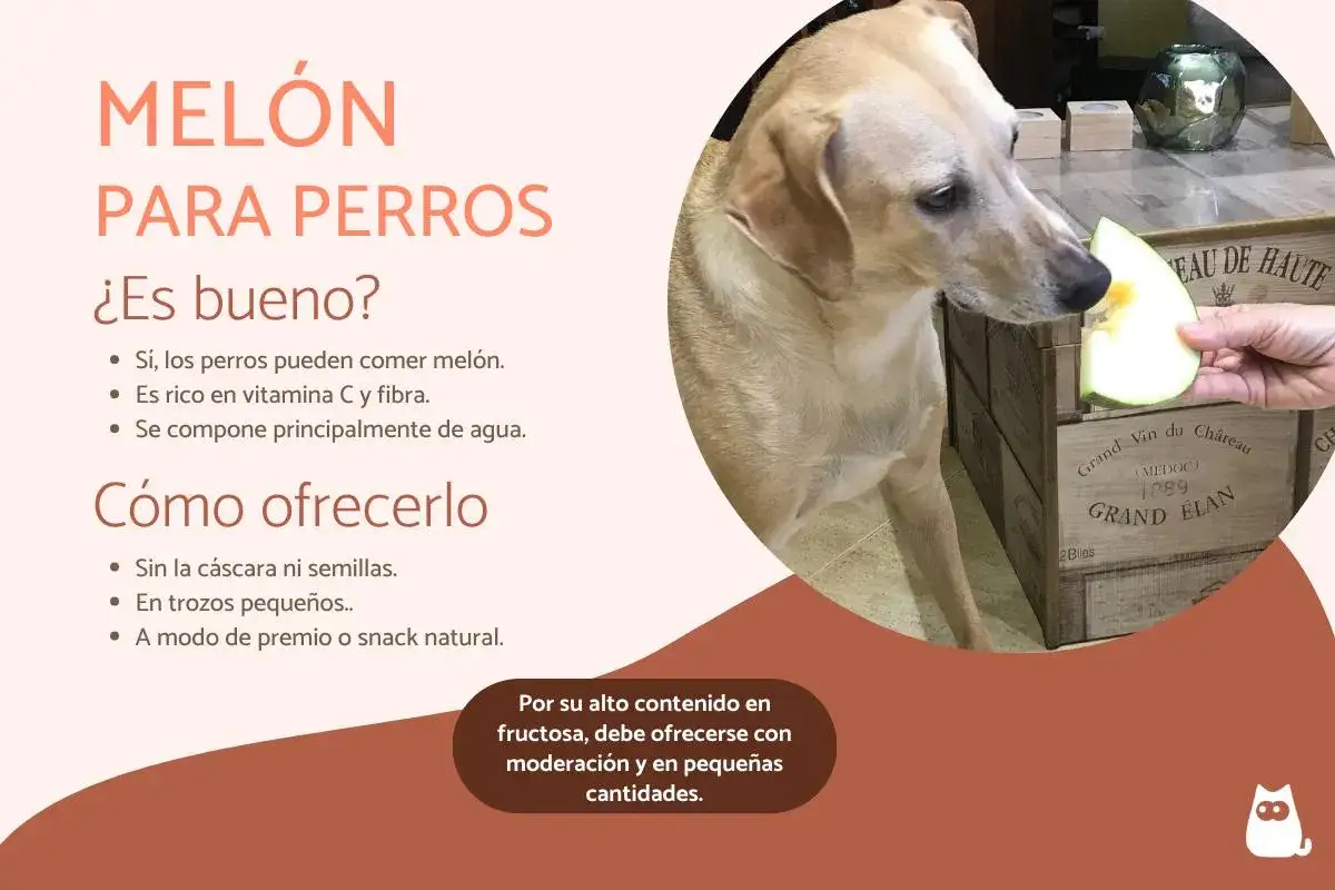 Un perro mira con interés un trozo de melón que le ofrece una mano. Sí, los perros pueden comer melón.