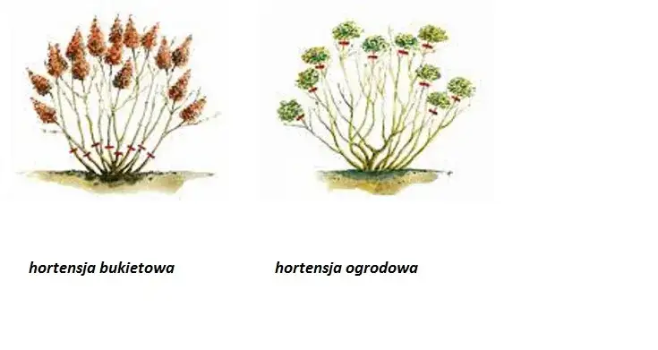 Przycinanie hortensji bukietowej schemat