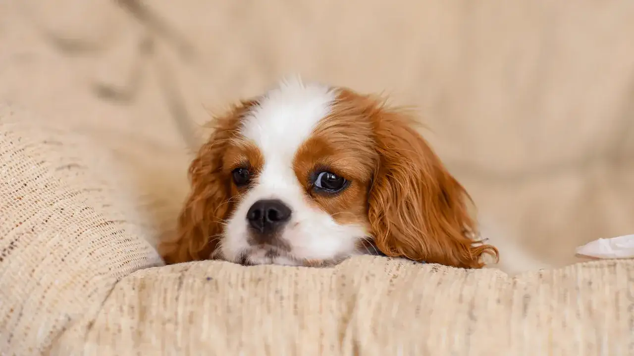 Uroczy cavalier king charles spaniel z łagodnym usposobieniem odpoczywa na kanapie.