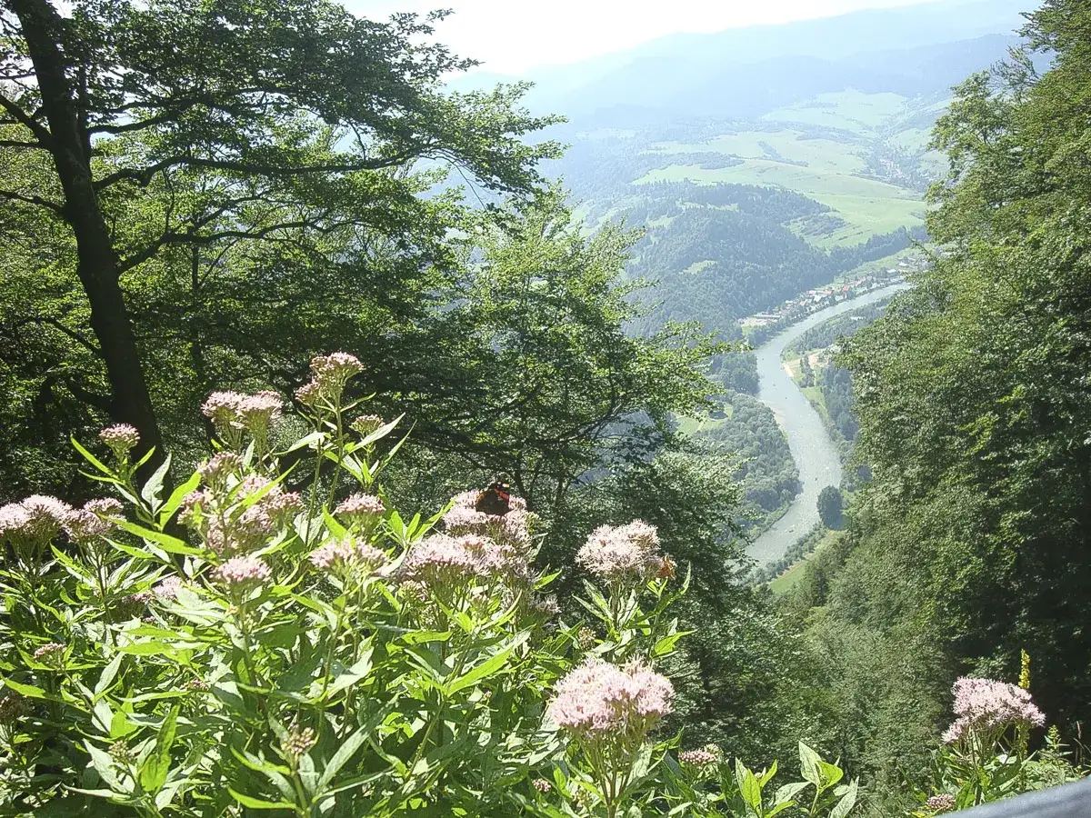 Kwiaty i motyle na tle malowniczego widoku Dunajca i gór. Idealne miejsce na odkrywanie atrakcji Szczawnicy i okolic.