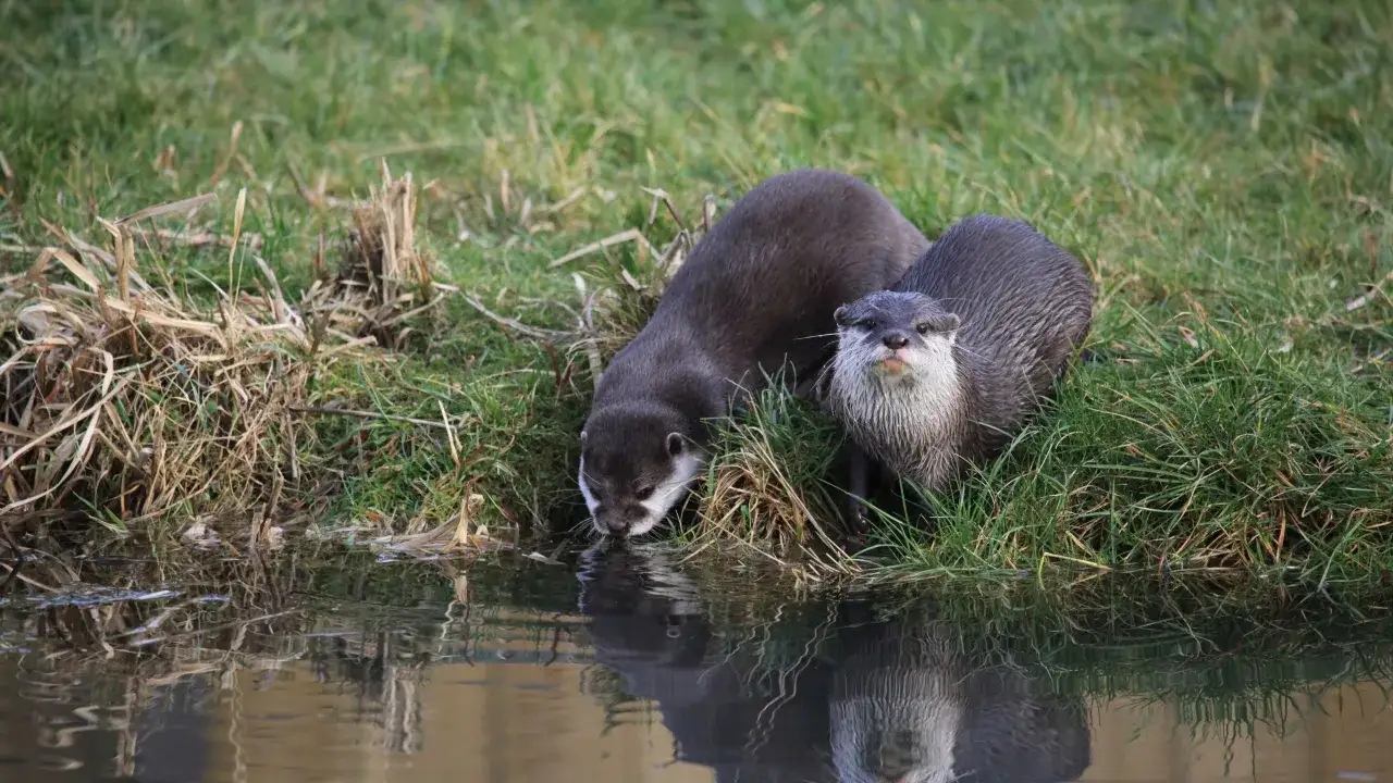 Zwei Otter am Ufer, wo leben Otter. Einer trinkt, der andere schaut neugierig.