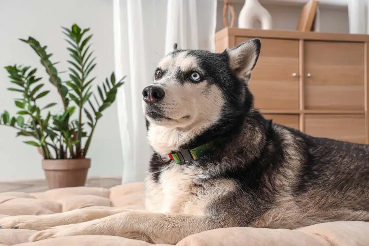 Piękny mieszaniec husky i owczarek niemiecki z dwukolorowymi oczami leży na jasnym posłaniu, obok rośliny doniczkowej.