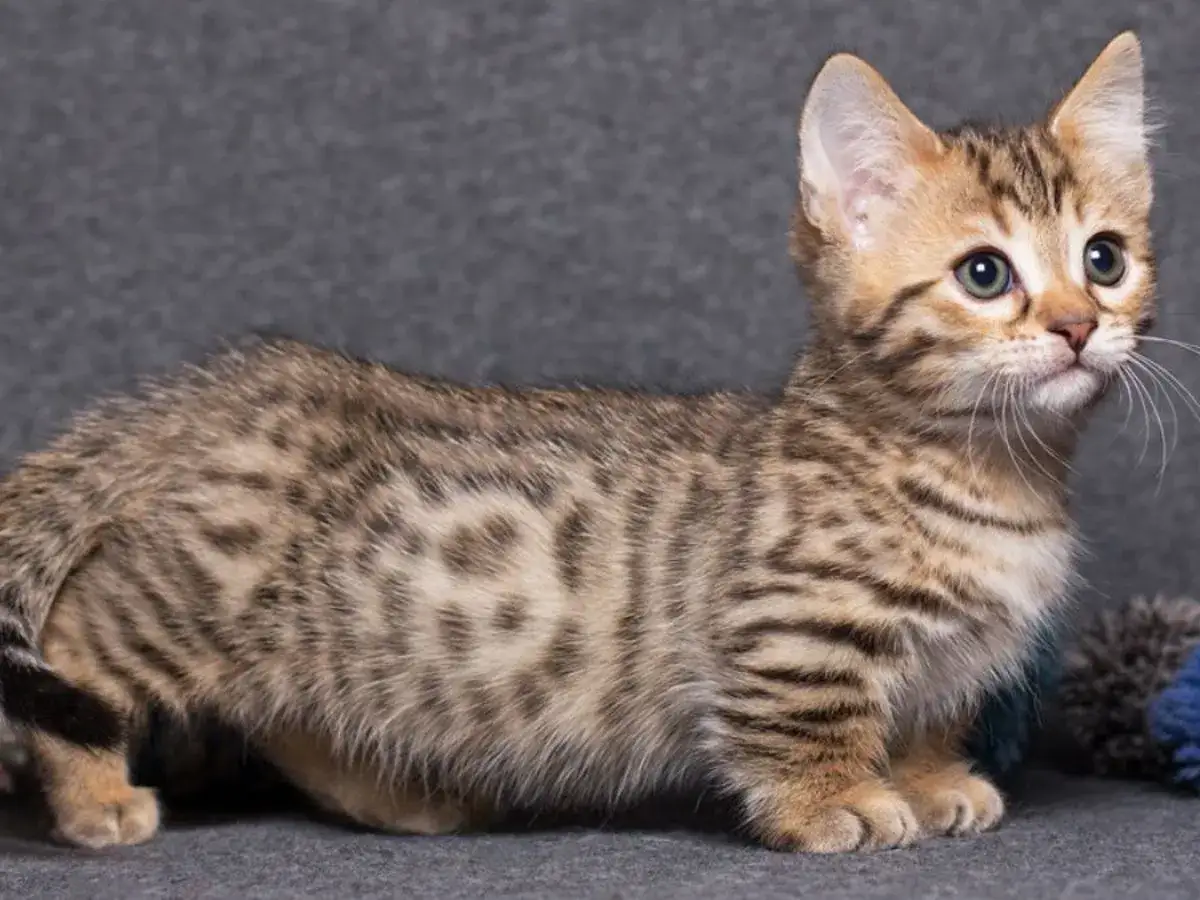 Un adorabile gatto munchkin tigrato, con zampe corte e un'espressione curiosa, posa su uno sfondo grigio.