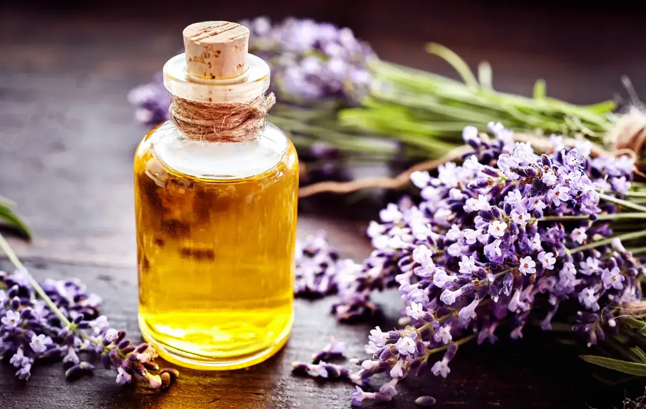 Flacon d'huile de lavande officinale, aux multiples bienfaits, entour&eacute; de fleurs de lavande fra&icirc;chement cueillies.