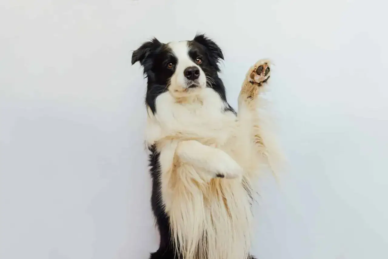 Border collie aux poils longs, assis sur ses pattes arrière, levant une patte. Il semble attendre une friandise, malgré une possible maladie.