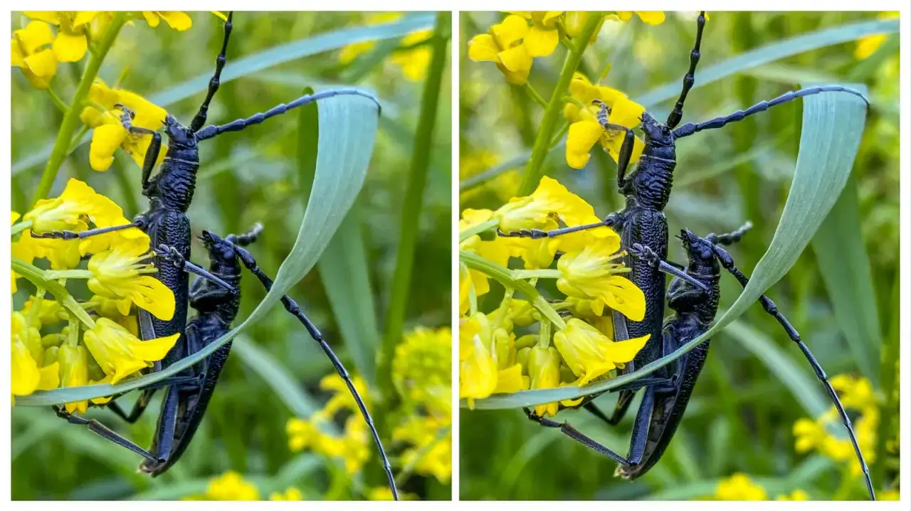 Dwa czarne chrząszcze z długimi czułkami na żółtych kwiatach. Fotografia stereoskopowa.