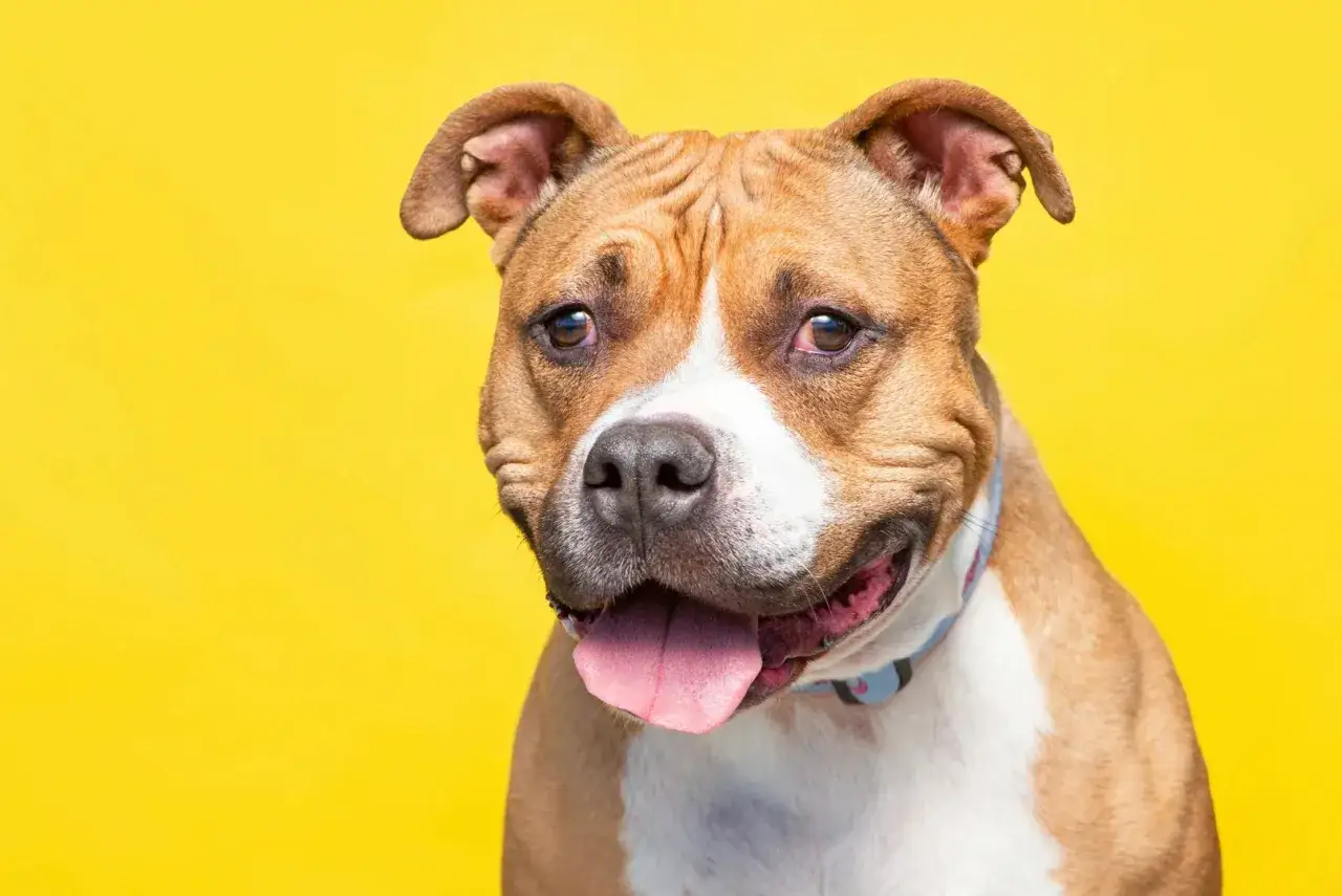 Ein freundlicher Pitbull mit treuen Augen und heraush&auml;ngender Zunge vor gelbem Hintergrund. Sein sanfter pitbull charakter ist offensichtlich.