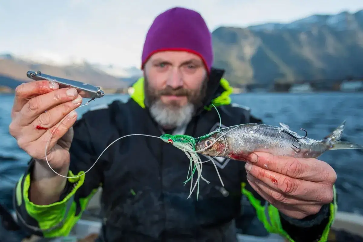 Mann mit Bart und lila M&uuml;tze zeigt einen Fisch mit K&ouml;der und Blei. Perfekt f&uuml;r das vorfach binden norwegen.