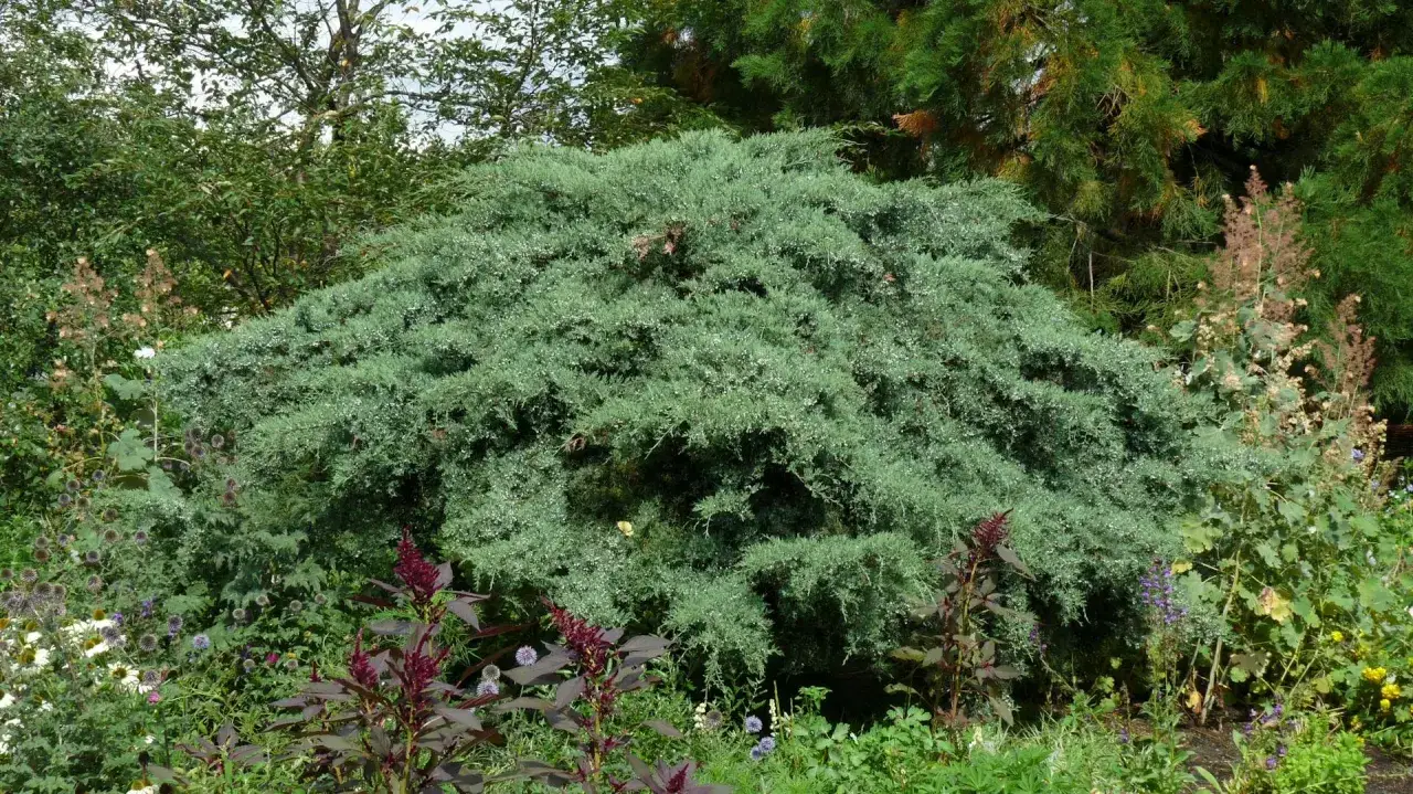 Ein üppiger, blaugrüner Wacholderbusch, eine Art von Koniferen, dominiert einen Garten voller bunter Blumen und anderer grüner Pflanzen.