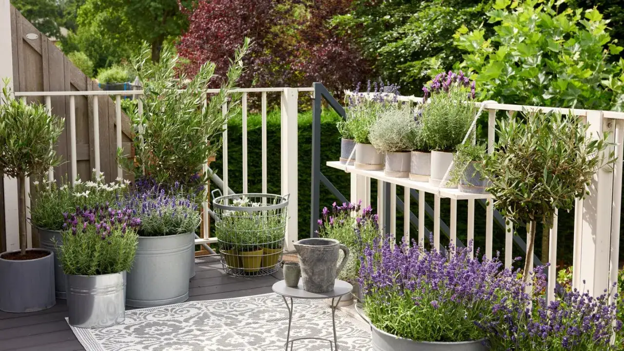 Schöne balkon ideen mit Lavendel, Olivenbäumen und Kräutern in grauen und silbernen Töpfen. Ein Teppich und ein kleiner Tisch mit Kanne runden das Bild ab.