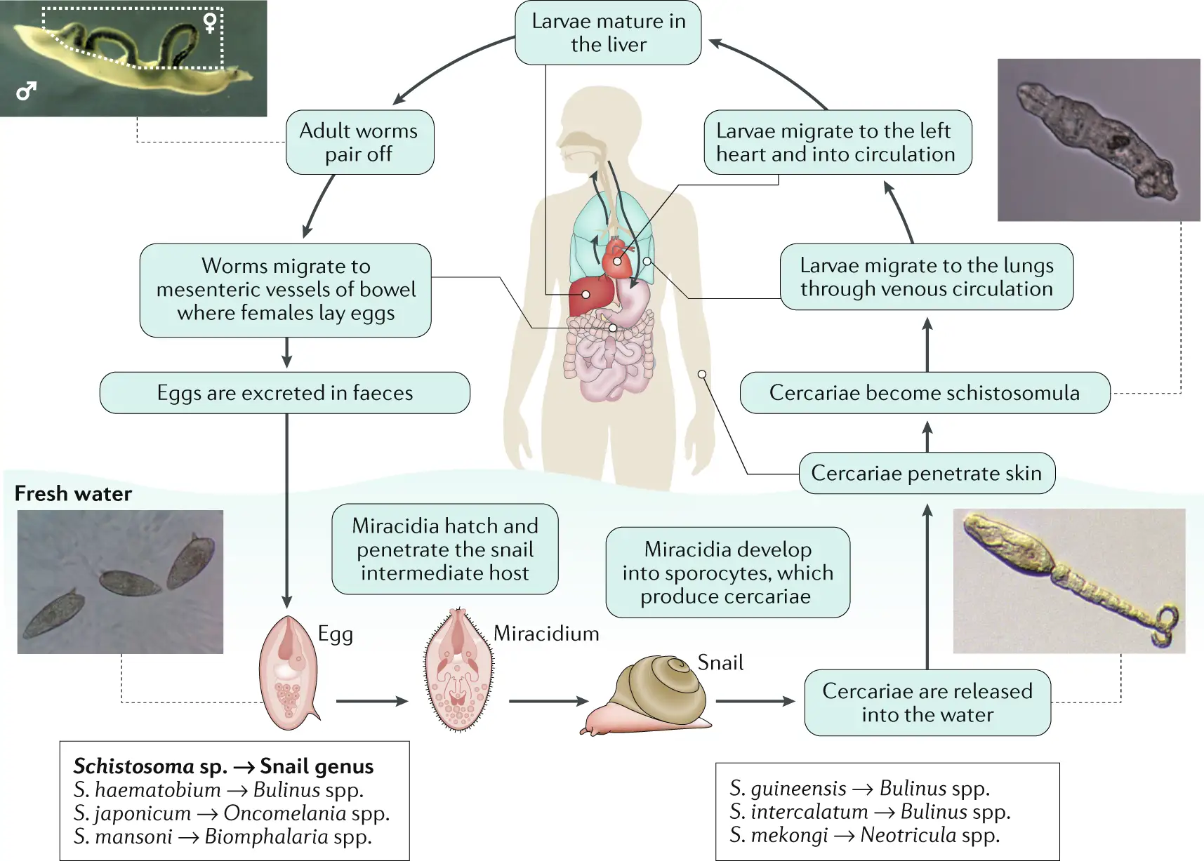 Schema des Lebenszyklus von Schistosomen. Zeigt, wie Parasiten im Körper Symptome bei Frauen verursachen können, von der Infektion bis zur Ausscheidung von Eiern.