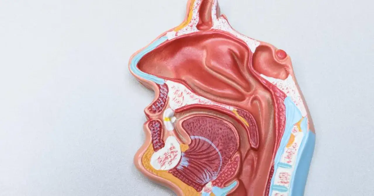 Model anatomiczny przedstawia przekrój głowy z widoczną przegrodą nosową, jamą ustną i gardłem.