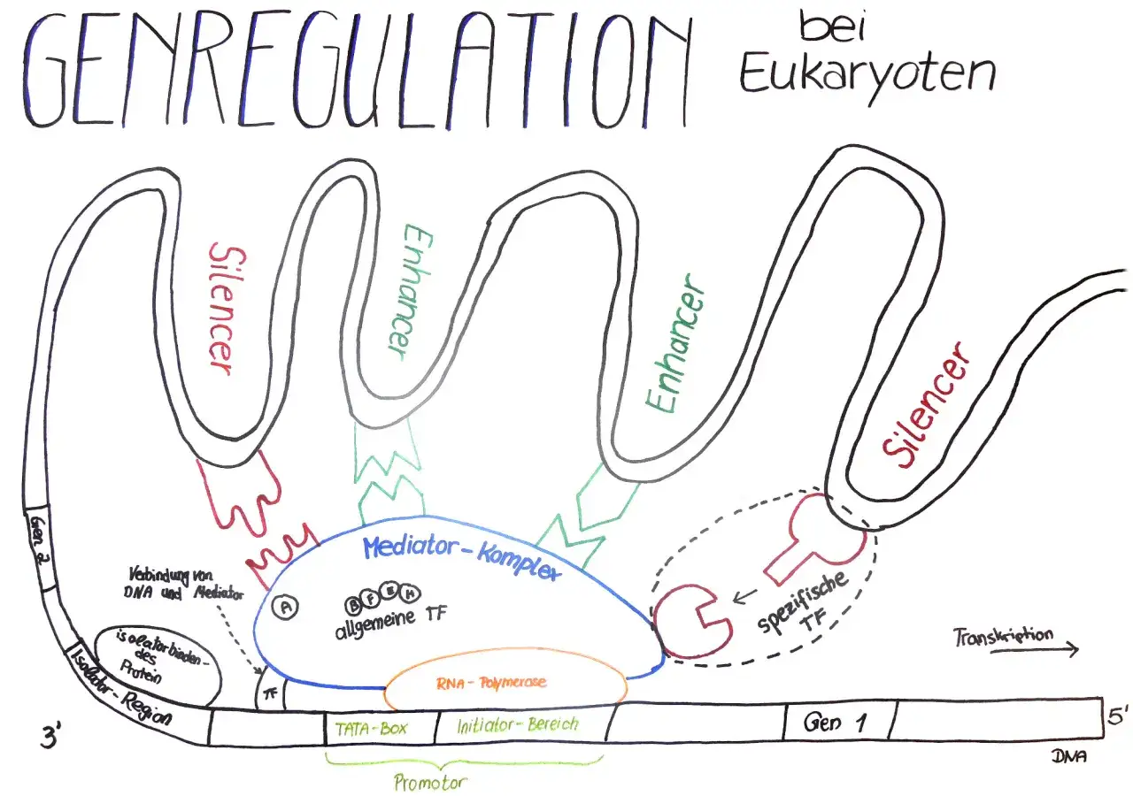 Schema zur Genregulation bei Eukaryoten: DNA mit Promotor, RNA-Polymerase, Mediator-Komplex, allgemeine und spezifische Transkriptionsfaktoren (TF), Enhancer und Silencer.