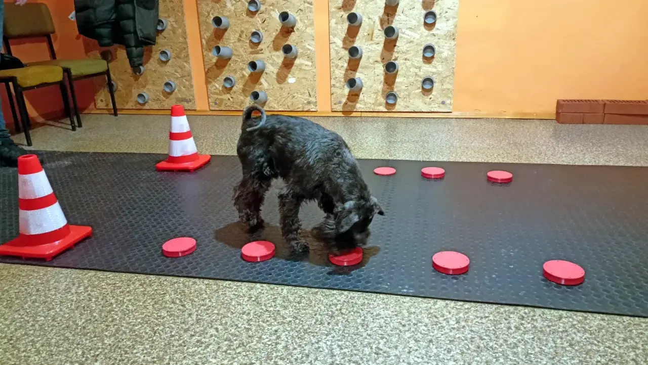 Czarny sznaucer szuka ukrytego zapachu na macie z czerwonymi krążkami. Idealny trening nosework jak zacząć.