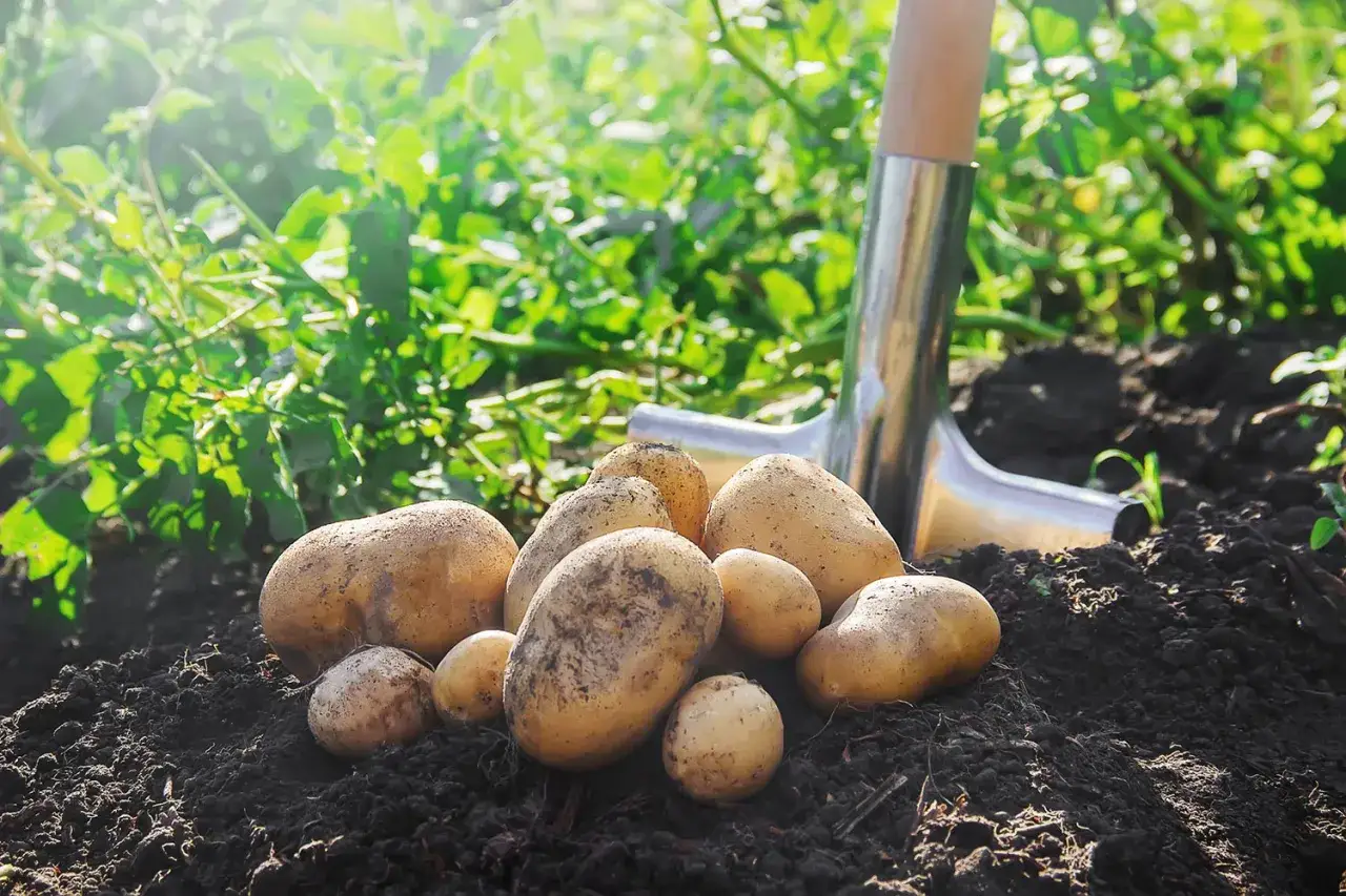 Pommes de terre fraîchement récoltées sur la terre, prêtes pour la plantation. Le printemps est le moment idéal quand planter les pommes de terre.