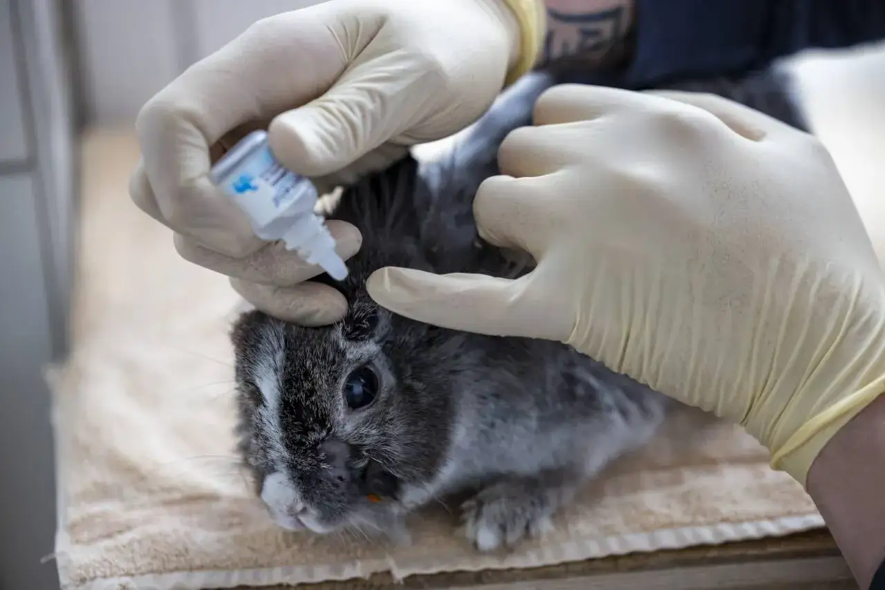 Tierarzt gibt einem Kaninchen Augentropfen. Die Behandlung k&ouml;nnte auf Anzeichen hindeuten, dass das Kaninchen stirbt, oder einfach nur auf eine Augeninfektion.