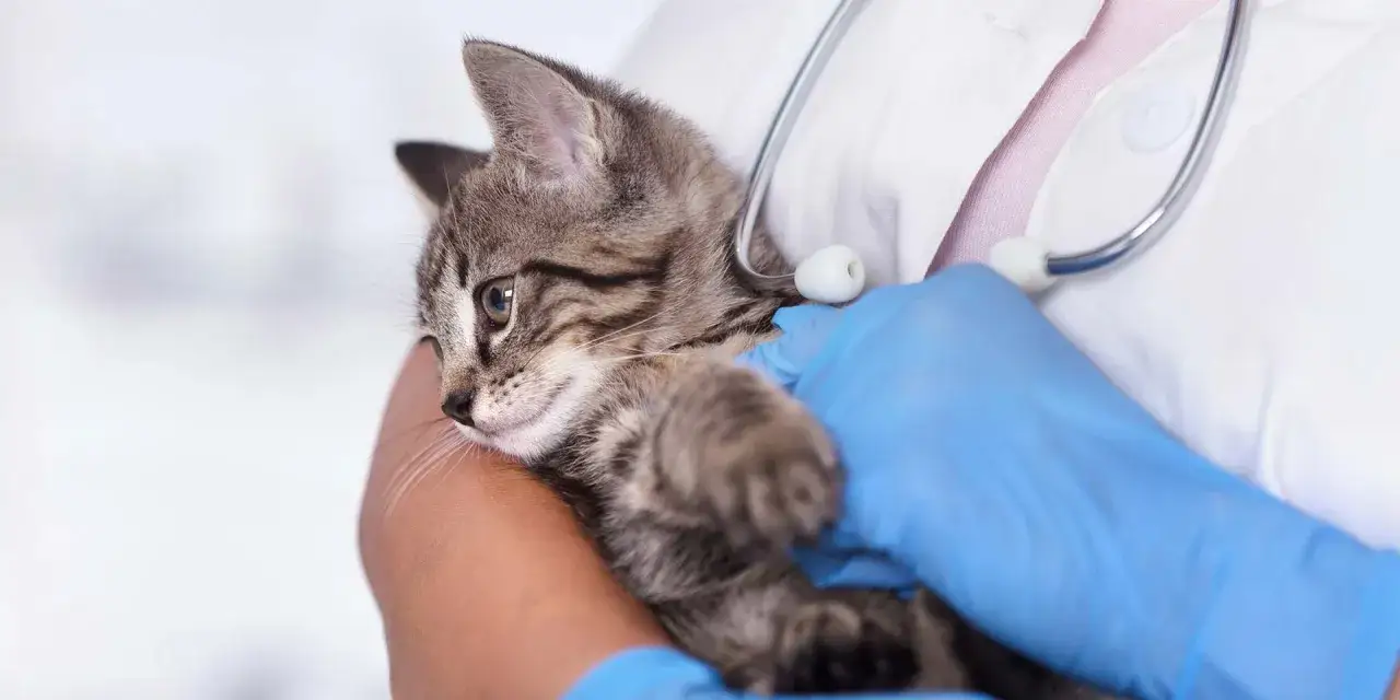 Veterinario examina gatito con estetoscopio. El gatito parece un poco deca&iacute;do, espero que no sea que mi gato vomita.