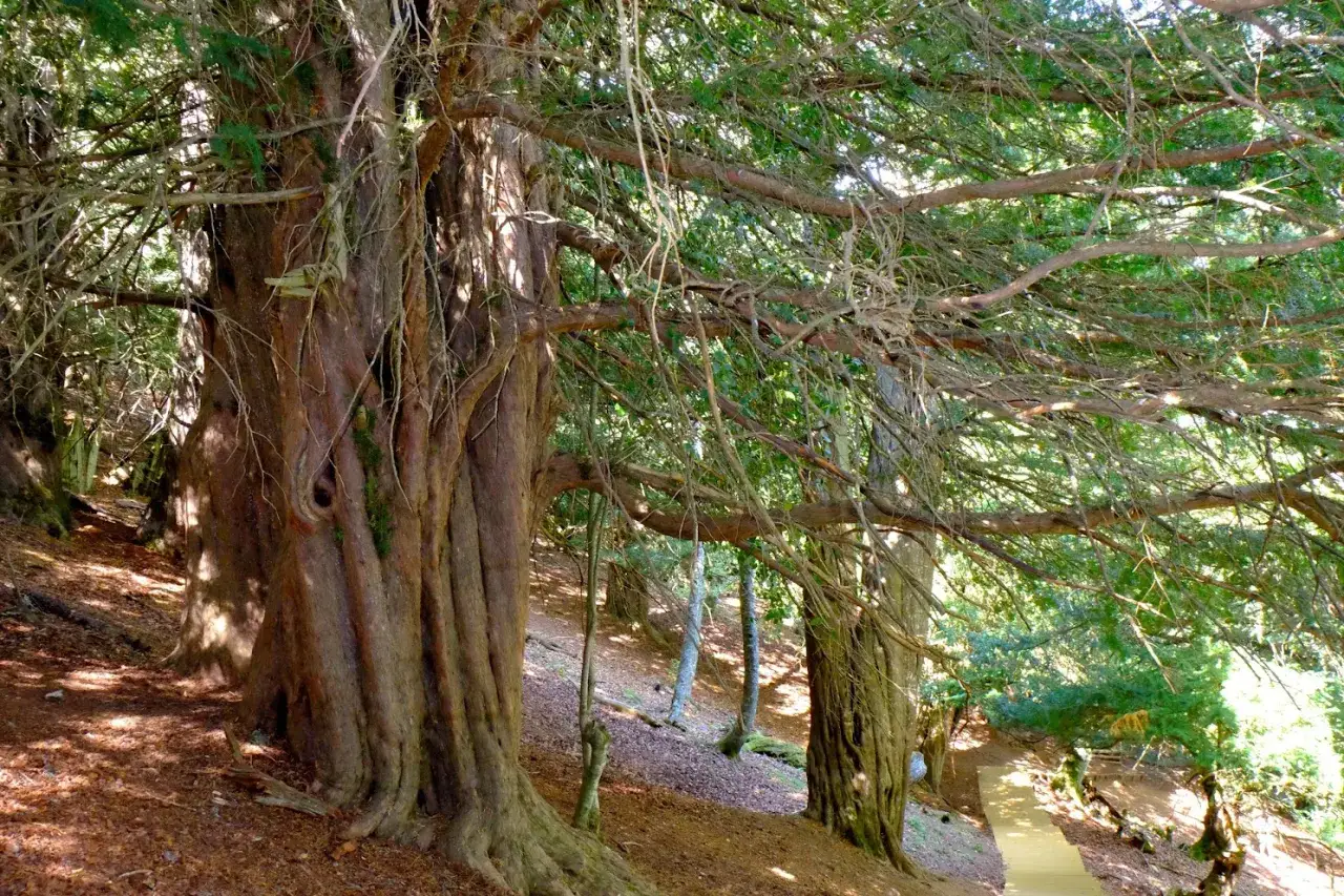 Majestuosa tejeda de Tosande, con troncos milenarios y ramas que se entrelazan creando un dosel verde. Un camino de madera invita a explorar este bosque ancestral.