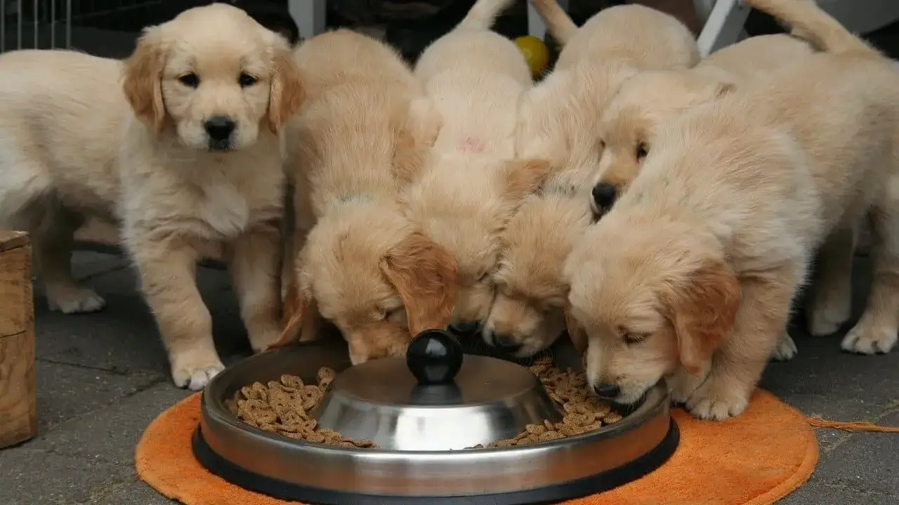 harmonogram karmienia szczeniaka golden retriever