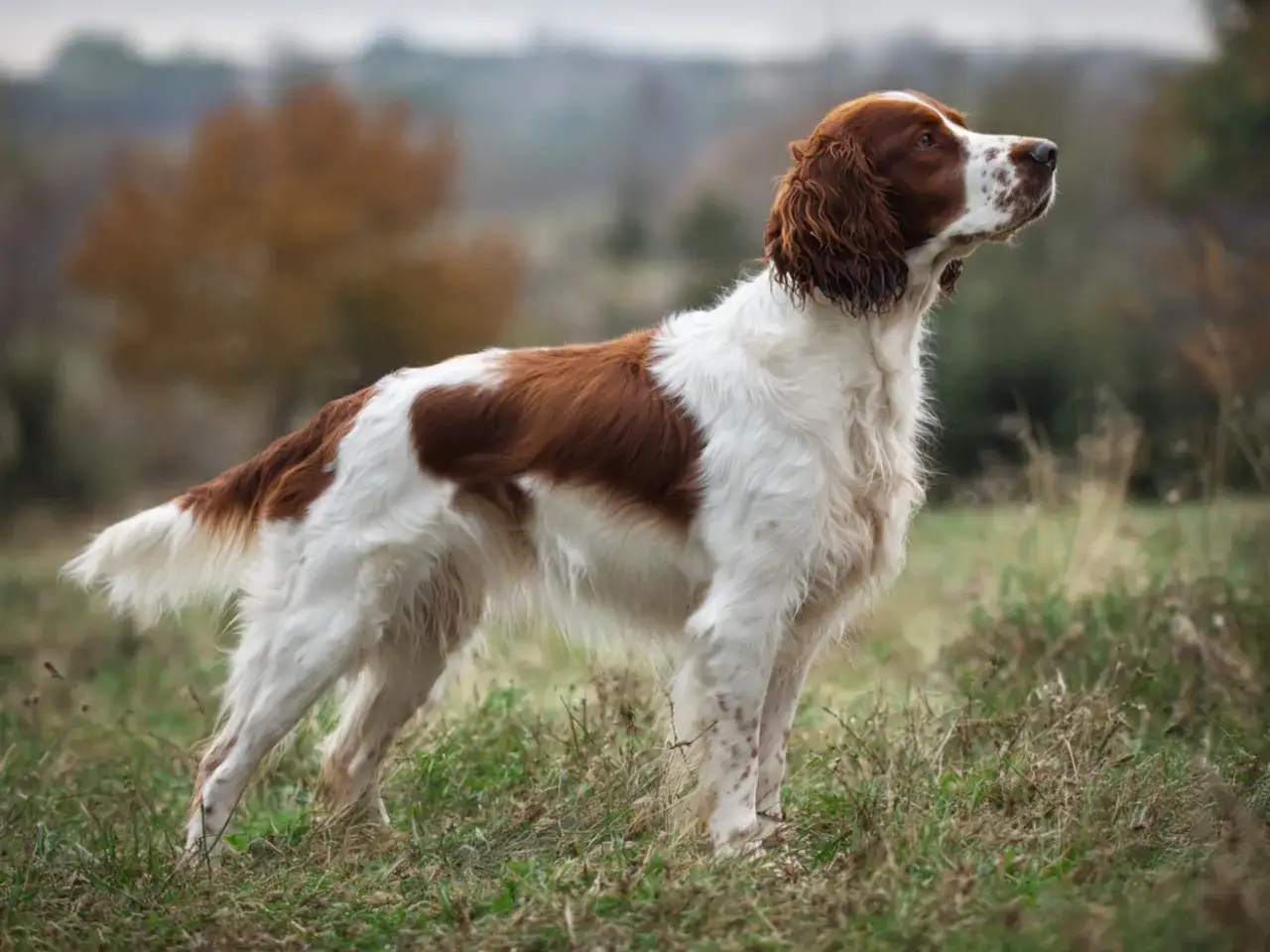 Ein stolzer Welsh Springer Spaniel steht im Gras, sein rot-weißes Fell leuchtet.