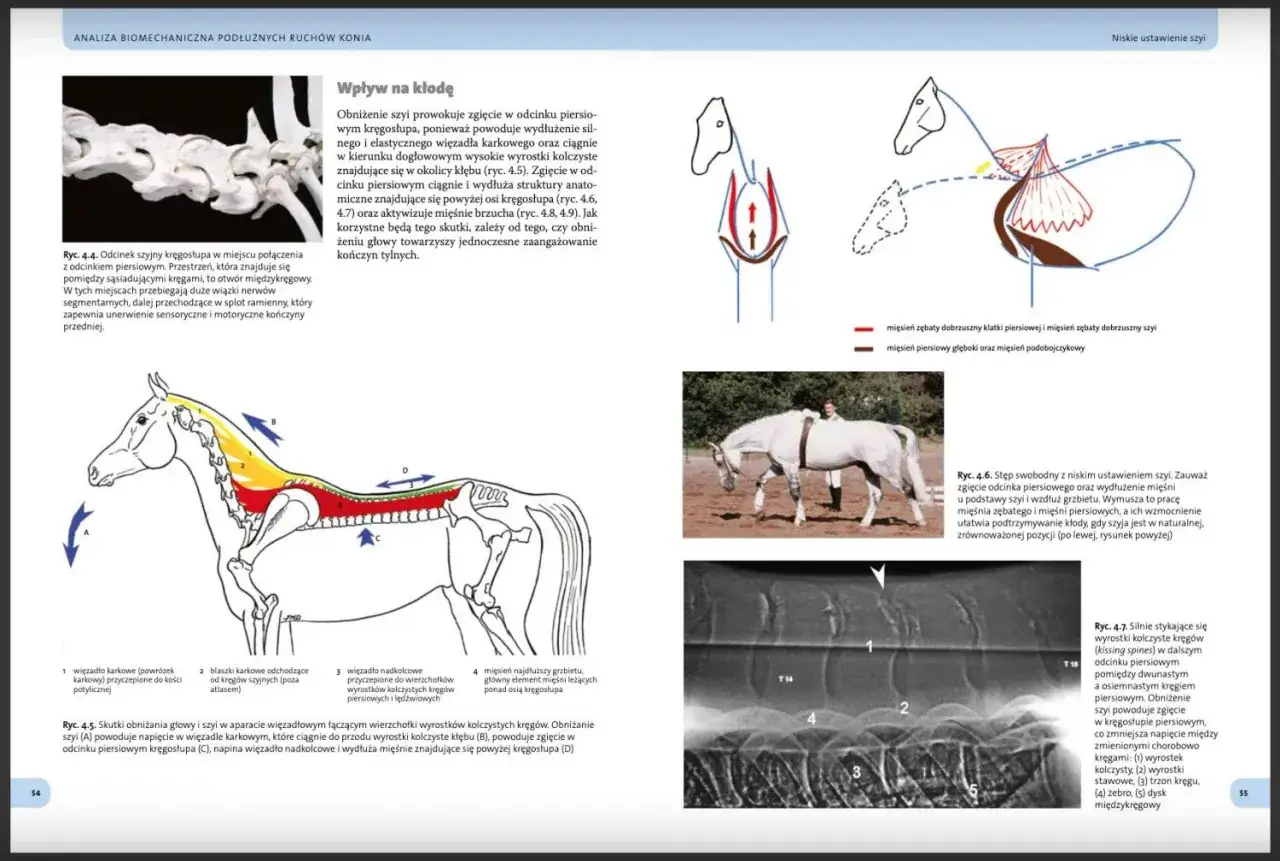 Anatomia konia: obniżenie szyi wpływa na kłodę, zginając kręgosłup piersiowy i angażując mięśnie brzucha.