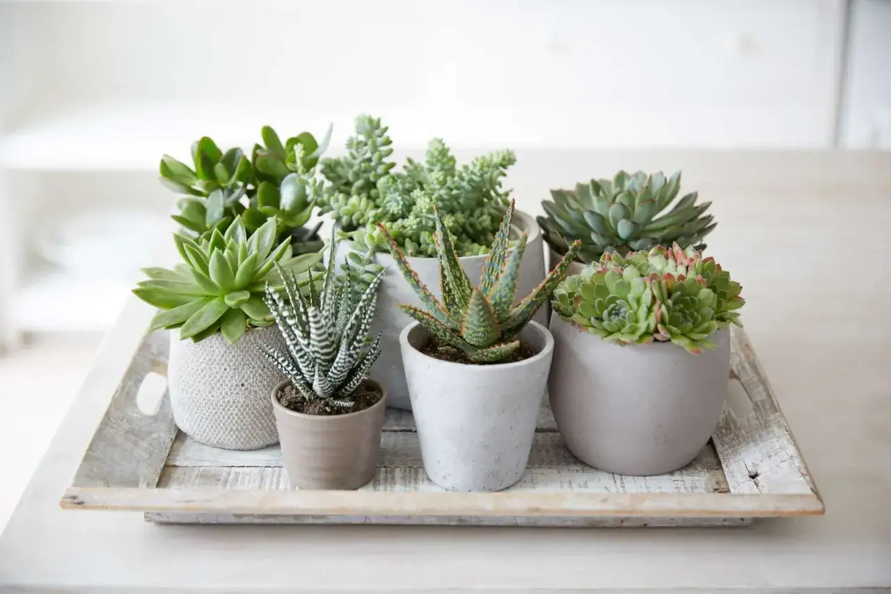 Kolekcja sukulentów gatunki: grubosz, aloes, echeveria i inne, w ceramicznych doniczkach na drewnianej tacy.