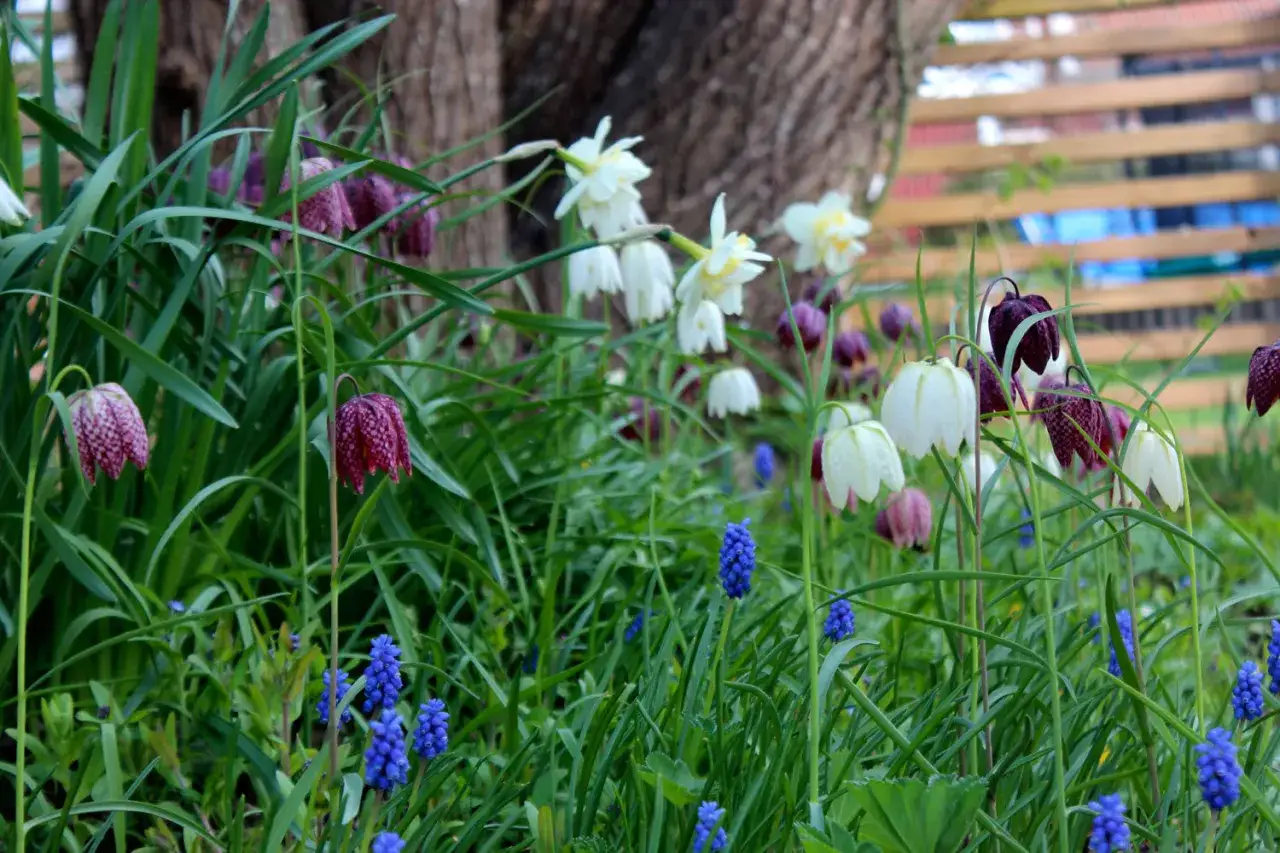 En vacker äng med schackbrädeblomma utomhus, vita narcisser och blåa druvhyacinter.