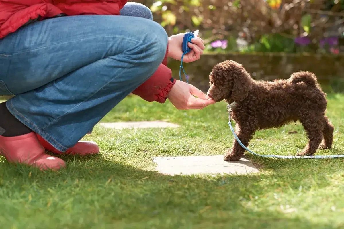 Une personne accroupie r&eacute;compense un chiot marron avec une friandise, un moment cl&eacute; pour la propret&eacute; du chiot.