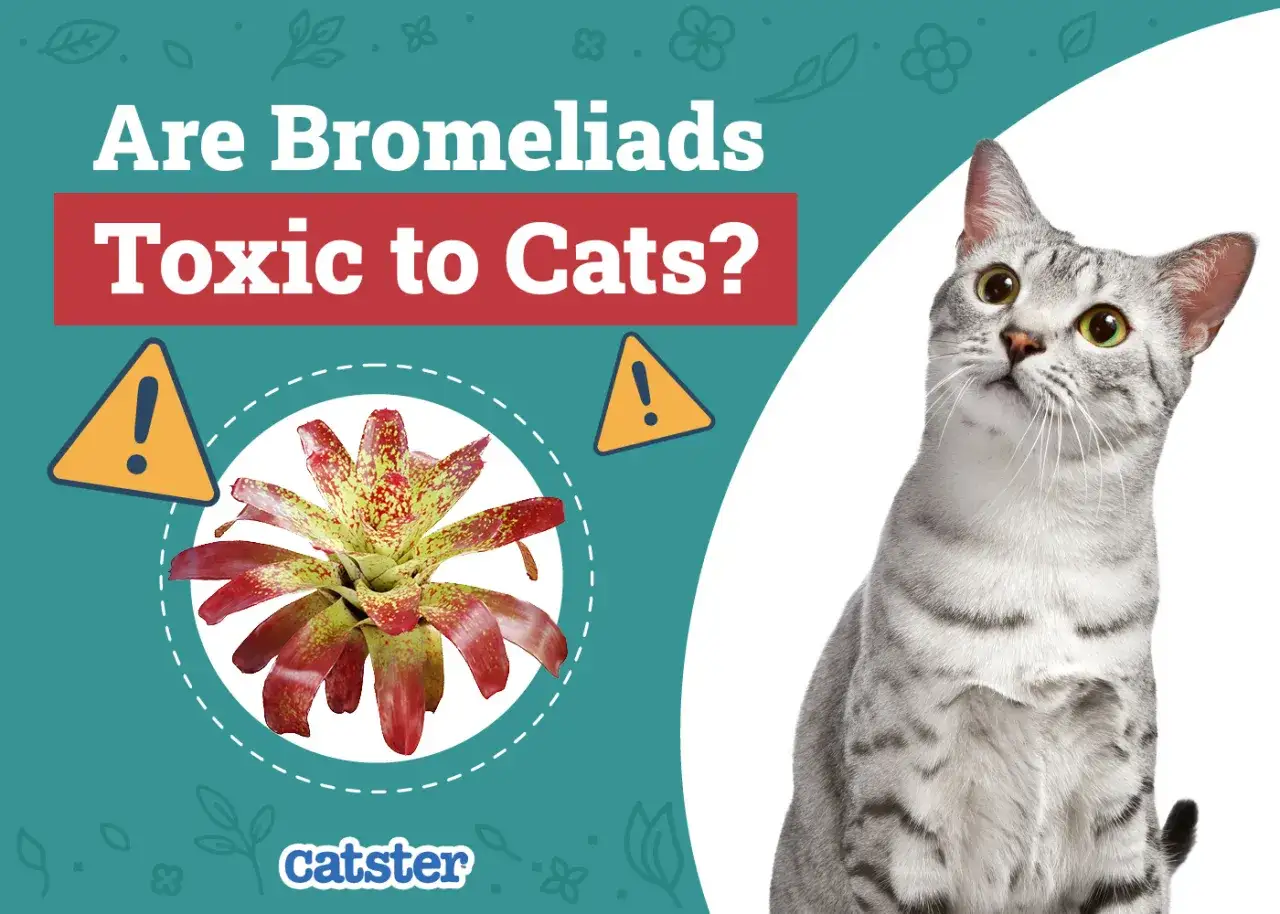 Czy guzmania jest trująca dla kota? Na zdjęciu kolorowa bromelia i ciekawski kot.