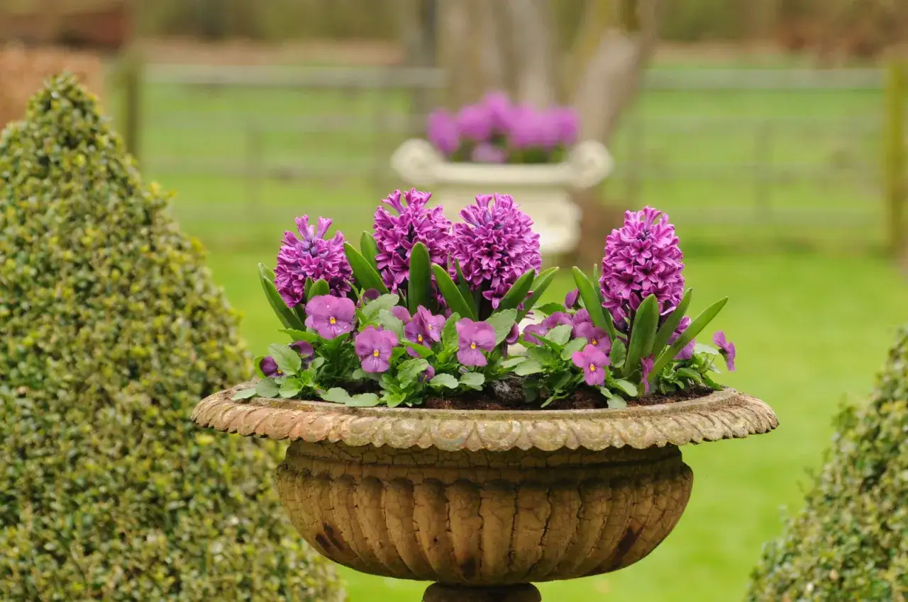 Vaso antico con giacinti viola e viole, un'esplosione di colori che annuncia la luna di marzo in giardino.