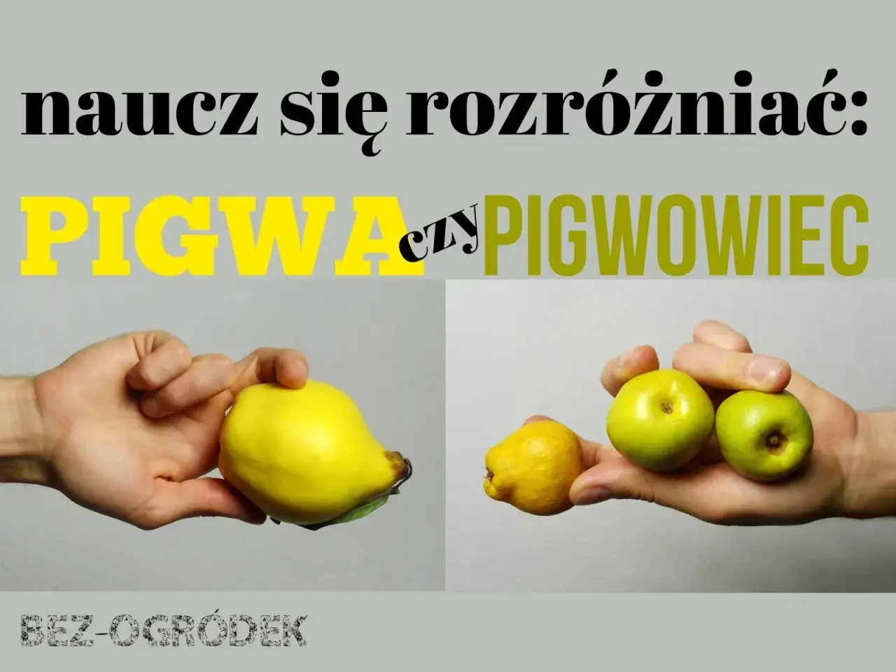 Naucz się rozróżniać: pigwa (duży, żółty owoc) czy pigwowiec (małe, zielone owoce).