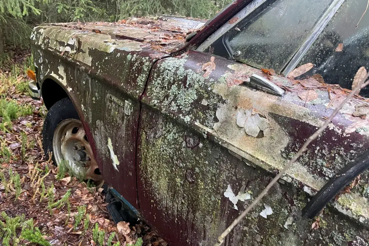 En &ouml;vergiven Volvo 142 fr&aring;n 1973, t&auml;ckt av mossa och l&ouml;v i skogen. F&auml;rgen flagnar och bilen vittnar om tidens g&aring;ng.