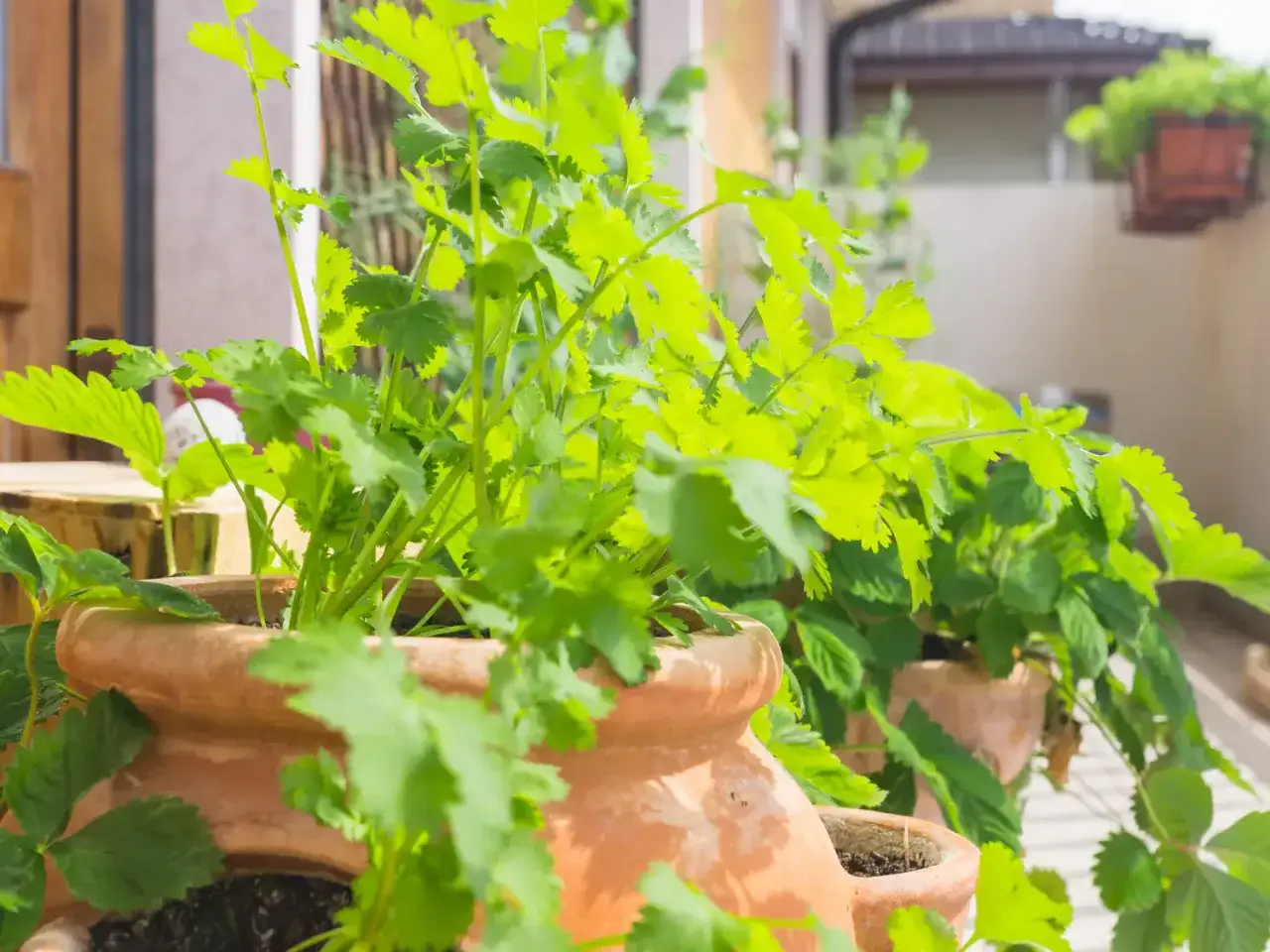 Des plants de coriandre en pot, aux feuilles vertes vives, poussent sur un balcon ensoleillé, prêts à parfumer vos plats.