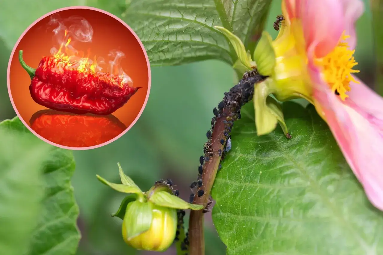 Mszyce na papryce, które wyglądają jak małe, czarne punkciki, żerują na łodydze kwiatu. W tle płonąca papryka chili.