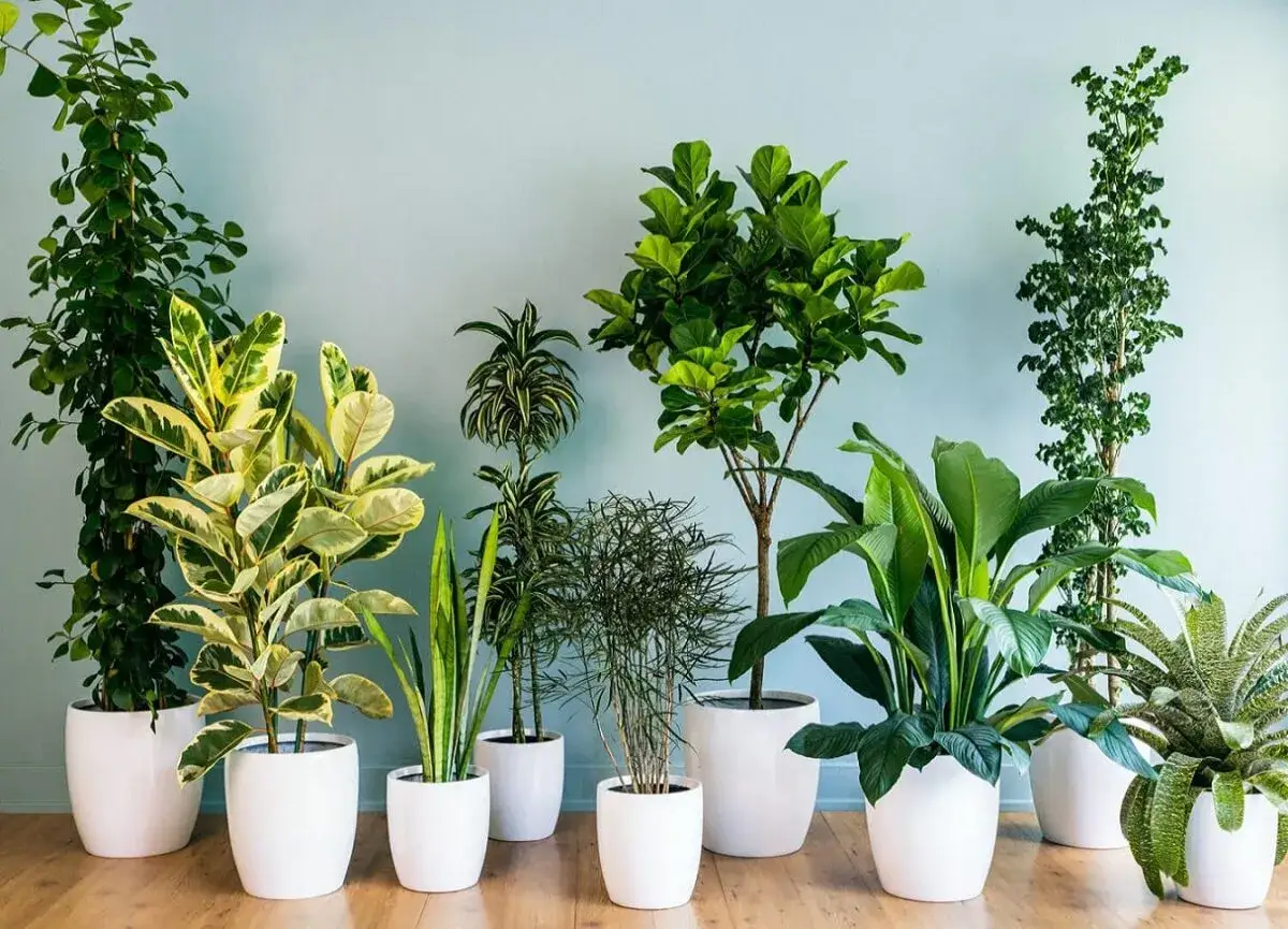 Collezione di piante da interno resistenti, tra cui Ficus, Dracena e Strelitzia, in vasi bianchi su pavimento in legno.