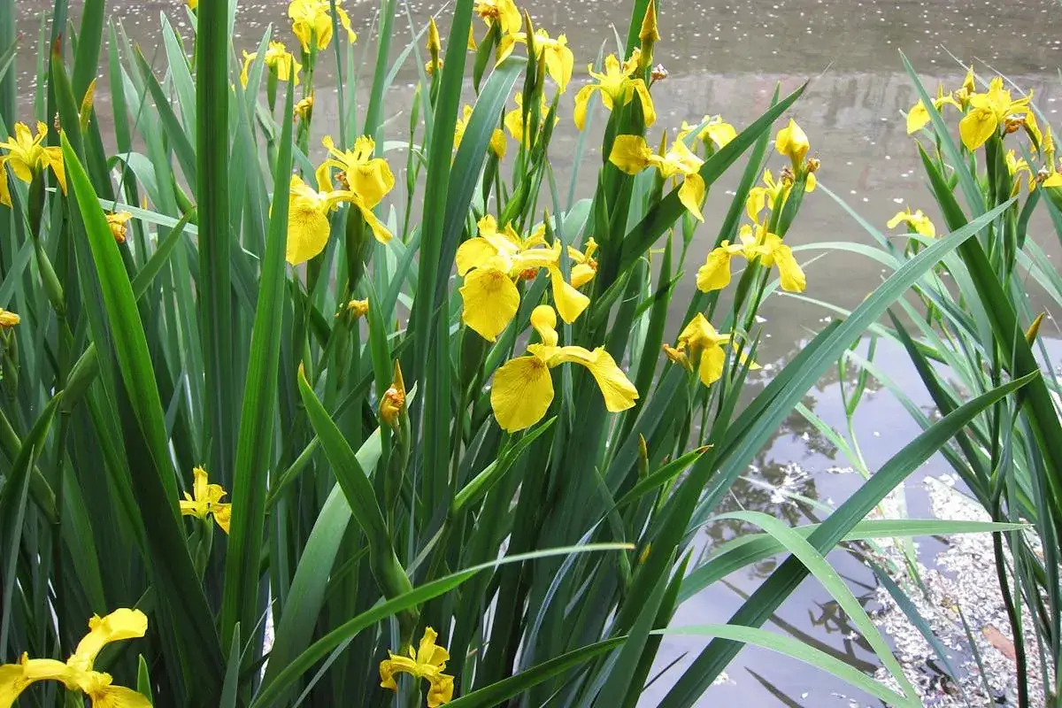 Des iris jaunes &eacute;clatants, plantes de berges humides, se dressent fi&egrave;rement au bord de l'eau, leurs longues feuilles vertes formant un &eacute;crin naturel.