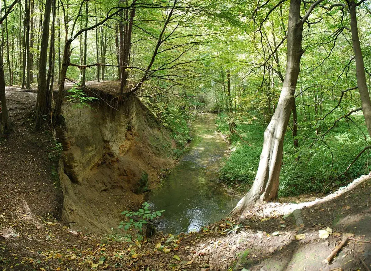 Malowniczy strumień w lesie, tworzący wąw&oacute;z. Strome, piaszczyste zbocza i bujna zieleń to charakterystyczne **dolinki krakowskie**.