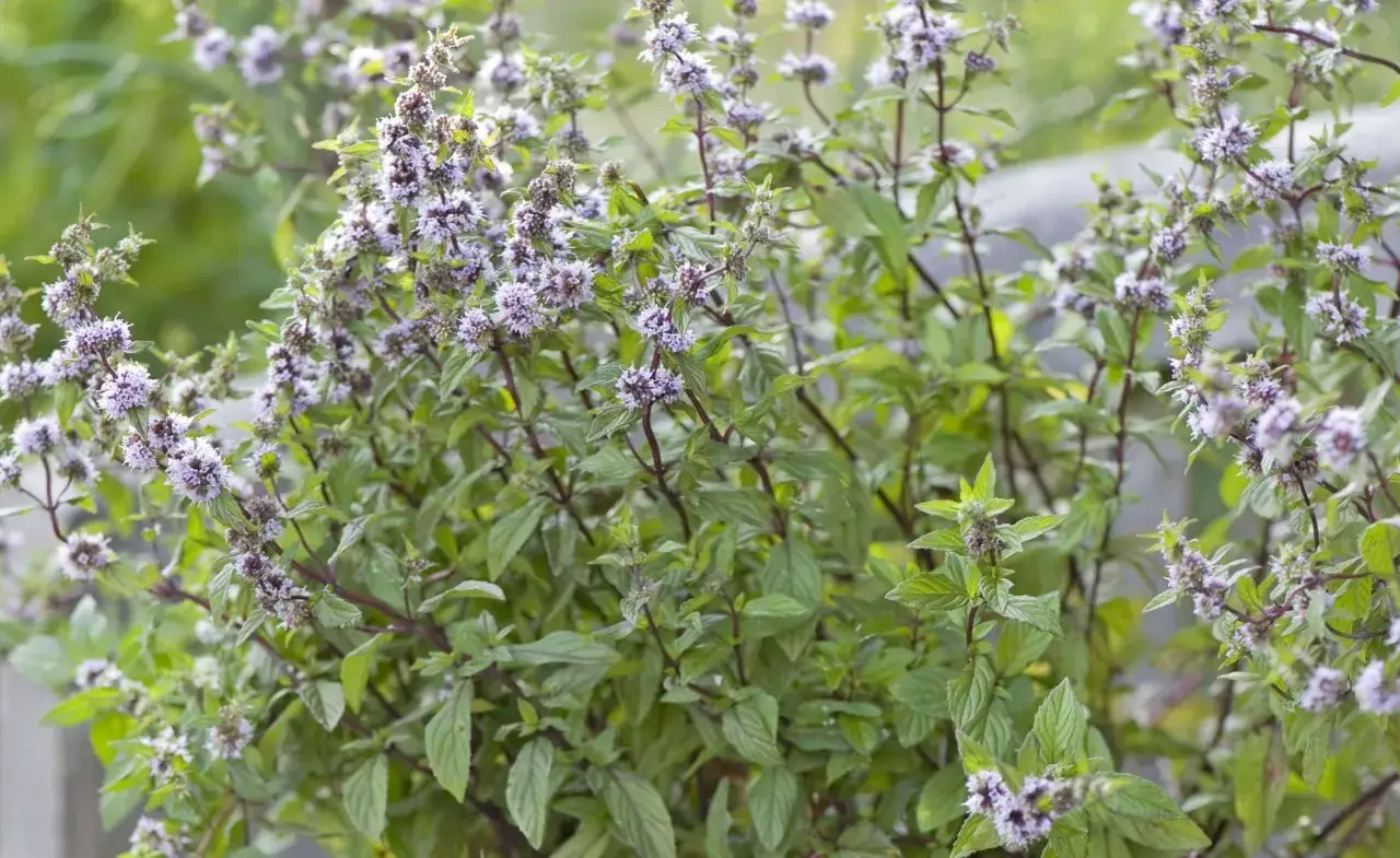 Blühende Minze im Garten mit zarten lila Blüten und grünen Blättern.