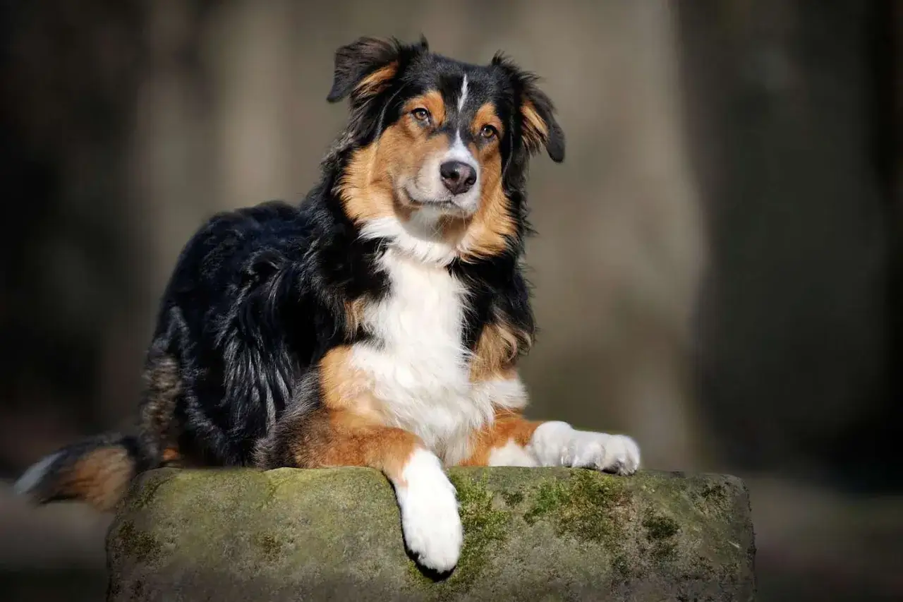 Ein wundersch&ouml;ner Australian Shepherd black bi liegt auf einem moosbewachsenen Stein.