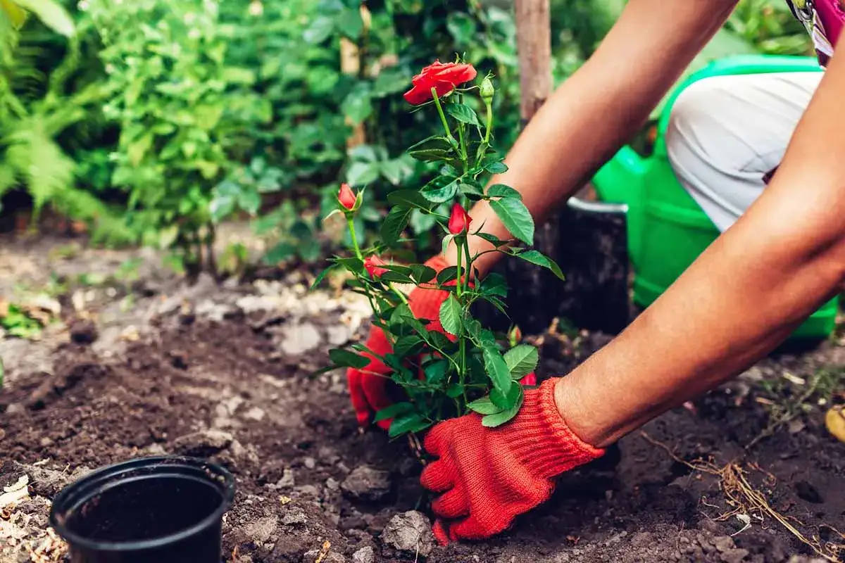 Hände in roten Handschuhen pflanzen eine rote Rose in die Erde. Ein grünes Gießkännchen steht bereit.