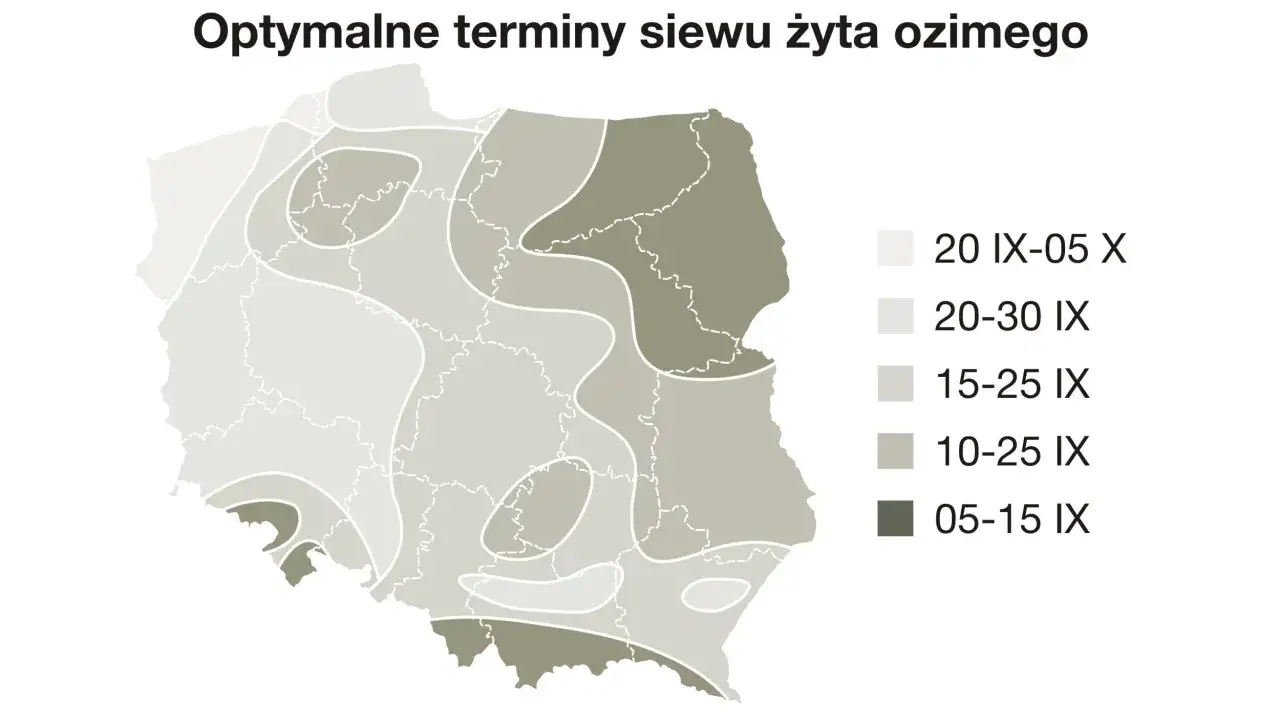 Mapa Polski z optymalnymi terminami siewu żyta ozimego. Najwcześniej, od 5 do 15 września, siejemy na południu i zachodzie.