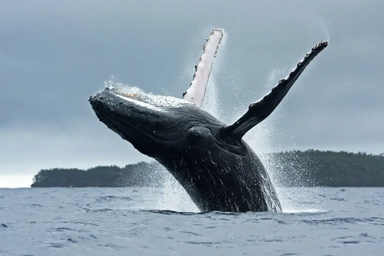 Una maestosa balena mammifero emerge dall'acqua, sollevando il suo corpo imponente in un salto spettacolare.