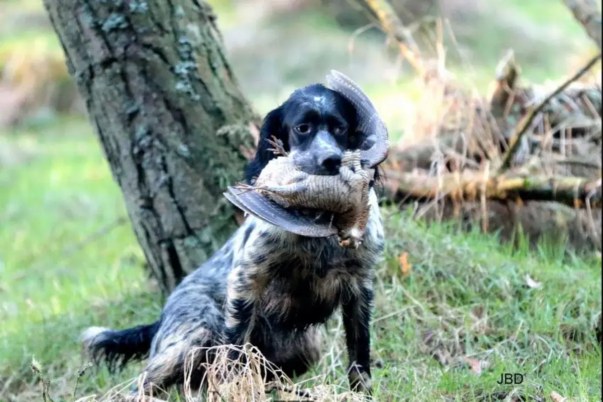 Chien de chasse fier, tenant une bécasse dans sa gueule, prêt pour la fin de la chasse à la bécasse.