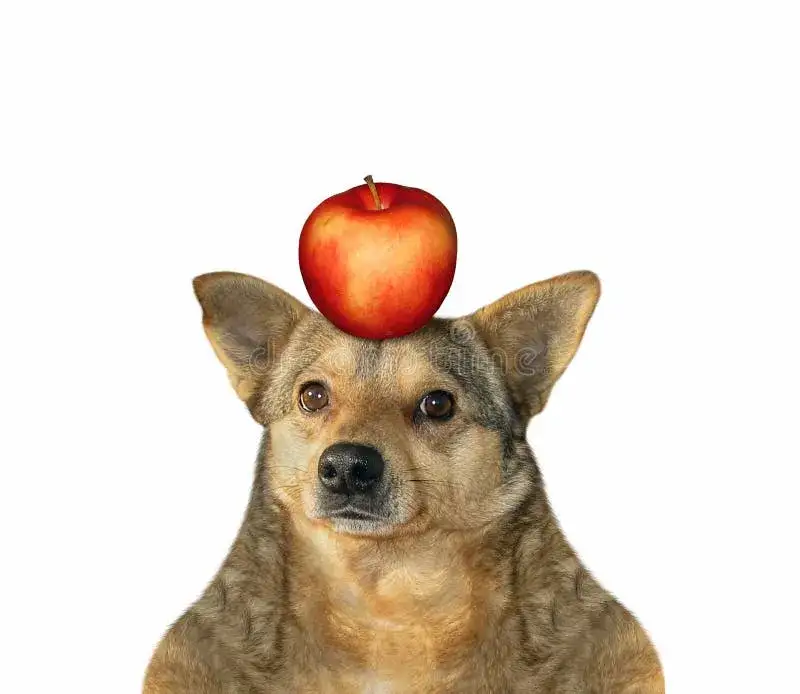 pies jedzący jabłko z uśmiechem