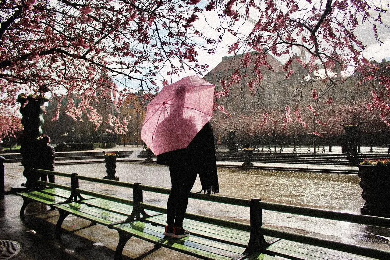 En person med rosa paraply står vid en grön bänk i en park med blommande körsbärsträd. En av många fina platser i Stockholm.