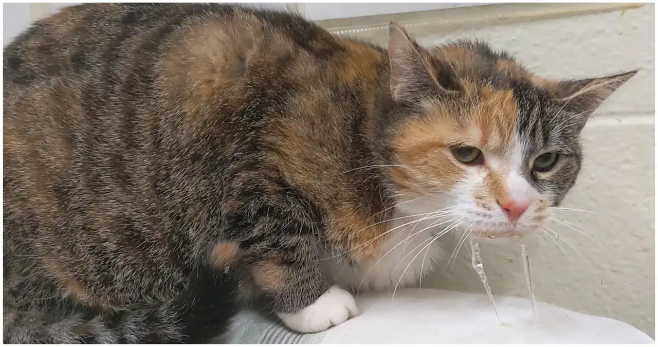 Chat tigré avec salivation excessive, peut-être un effet secondaire du CBD.