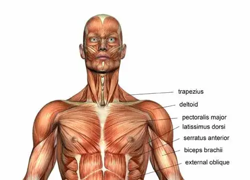 Anatomia mięśni klatki piersiowej schemat