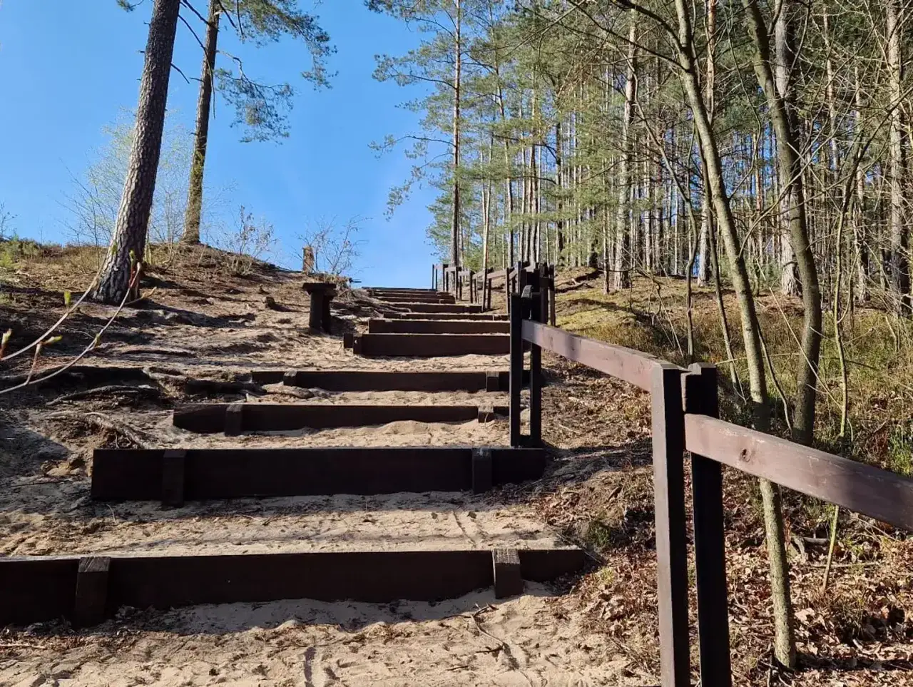 Piaskowe schody wiodące do lasu nad rzeką Świdrem. Drewniane stopnie i poręcz w otoczeniu sosen.