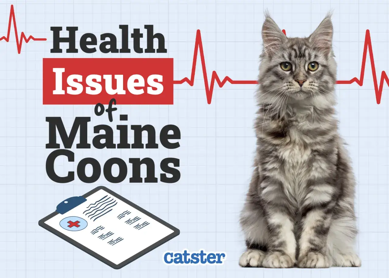Un beau Maine Coon est assis à côté d'un graphique de santé, illustrant les problèmes de maladie courants chez cette race.
