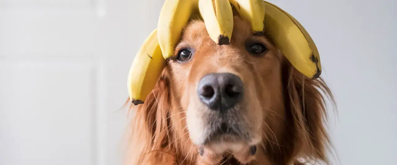 Złoty retriever z bananami na głowie. Czy maltipoo może jeść banany? Tak, w małych ilościach.